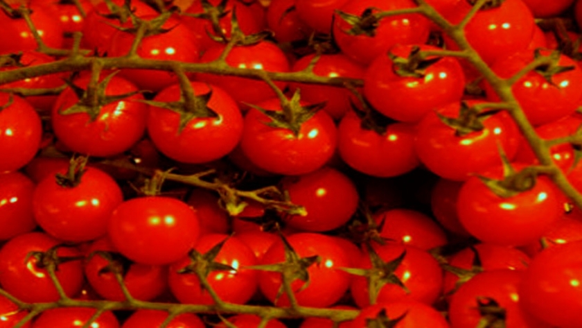 Registran una nueva variedad de semilla de tomate híbrido