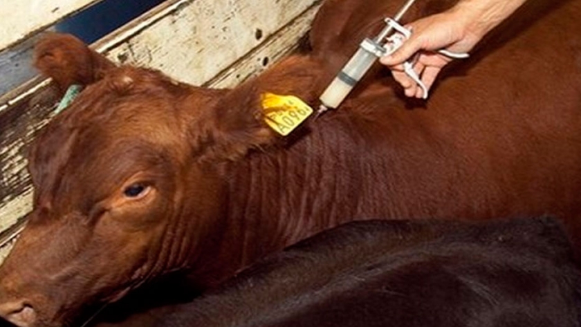 La vacunación antiaftosa gratuita es un hecho para pequeños productores del NEA