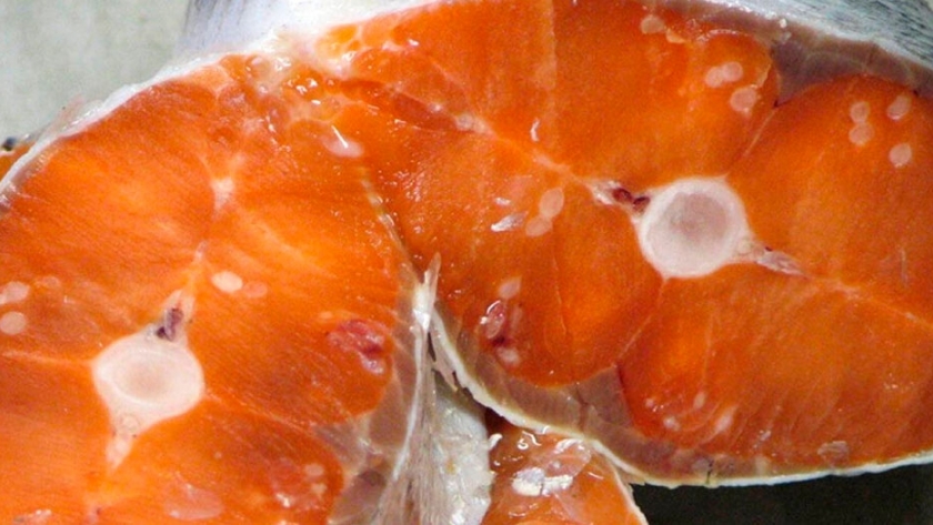 El primer animal capaz de vivir sin oxígeno es un parásito y suele ?habitar? el salmón