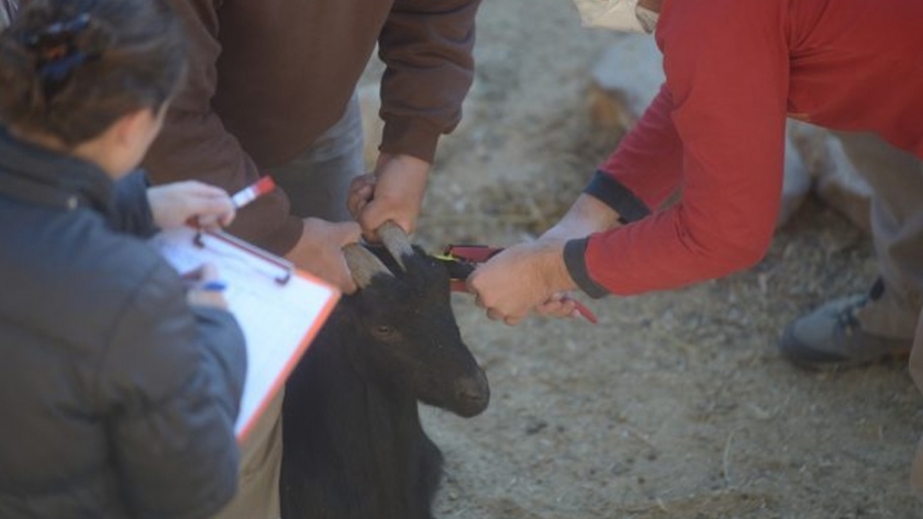 Ambiente implementa un protocolo de bioseguridad para el trabajo con animales en el Ecoparque Mendoza
