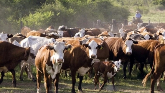 La ganadería santafesina a las puertas de una liquidación de stock