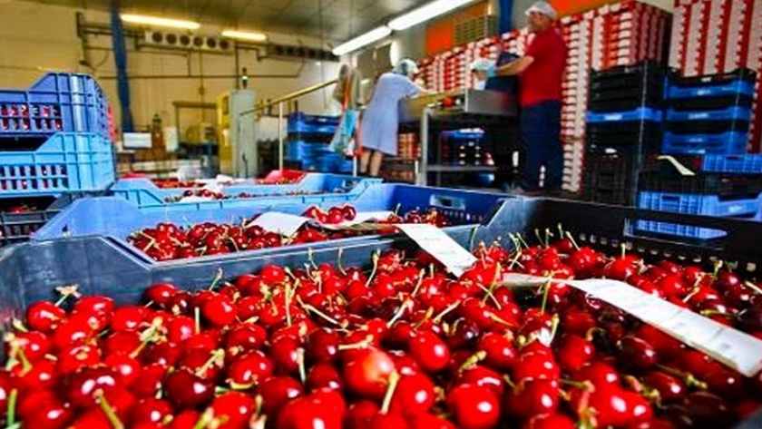 Cereza: balance positivo pese a las complicaciones por el COVID-19