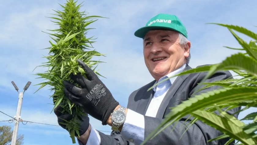 Morales puso en marcha la cosecha de cannabis medicinal