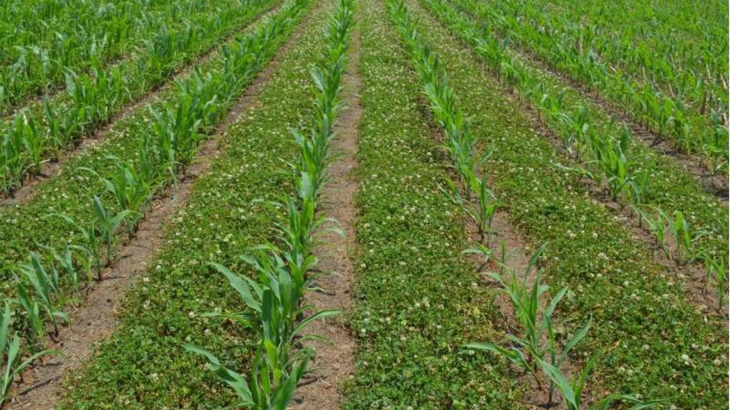 INTA confirma que las leguminosas potencian el rendimiento del maíz al mejorar el nitrógeno del suelo