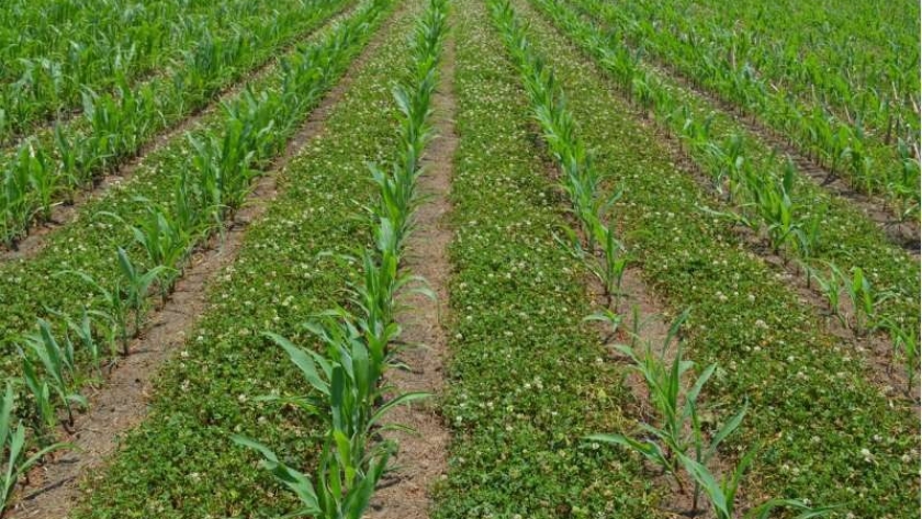 INTA confirma que las leguminosas potencian el rendimiento del maíz al mejorar el nitrógeno del suelo