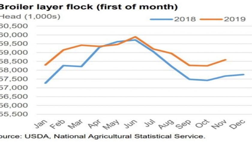 Incrementa la demanda y la producción de carne de pollo  en los EEUU