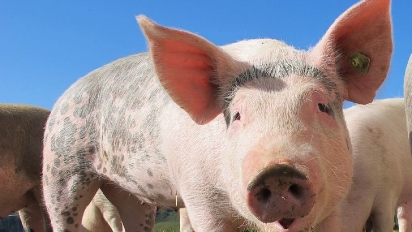 Para el 2030 las exportaciones porcinas podrían superar a las de carne vacuna
