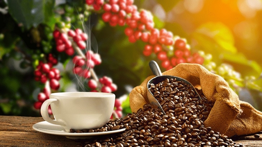 Tucumán impulsa su propio café: una apuesta científica y productiva para diversificar su agroindustria