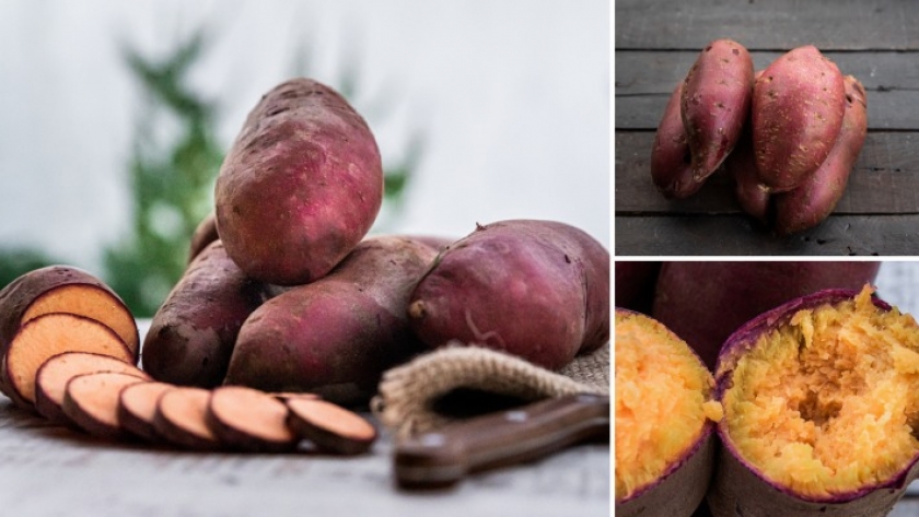 El INTA registró una nueva variedad de batata «Capicúa INTA»