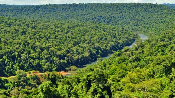 <Bosques Nativos: el proyecto de presupuesto nacional 2024 le asigna apenas el 7,37% de lo que le correspondería a la Ley de Bosques