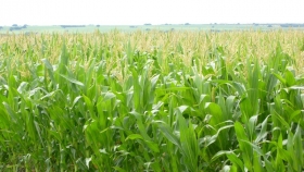 Evalúan la adaptación del maíz al riego por goteo