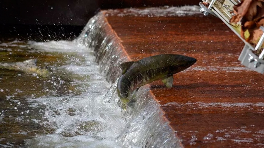 Salmon Hi Tech: Cómo la tecnología está cambiando la industria
