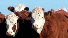 La ganadería volvería a registrar récords de producción y exportaciones en 2021