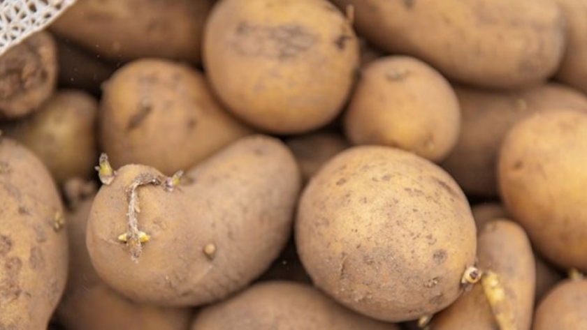 El INTA siembra las primeras papas que no se oxidan
