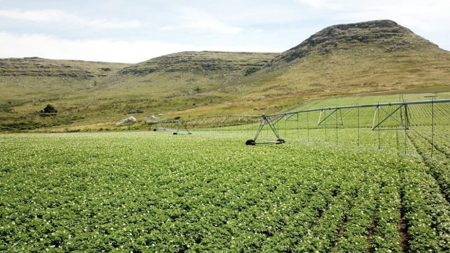 McCain y Arcos Dorados impulsan la agricultura regenerativa en la producción de papas argentinas