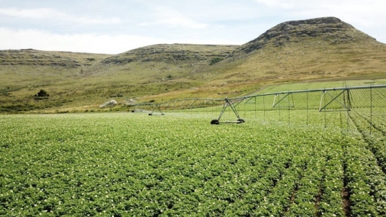 McCain y Arcos Dorados impulsan la agricultura regenerativa en la producción de papas argentinas