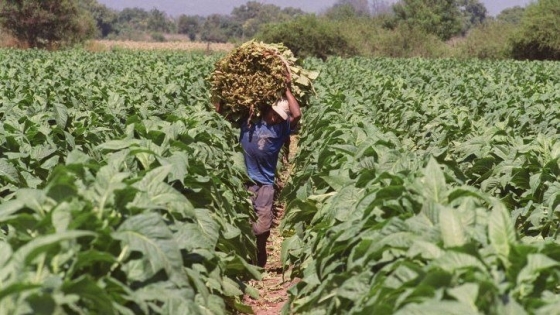 El Renatre realizará un Operativo de Registración en Salta para trabajadores rurales del tabaco