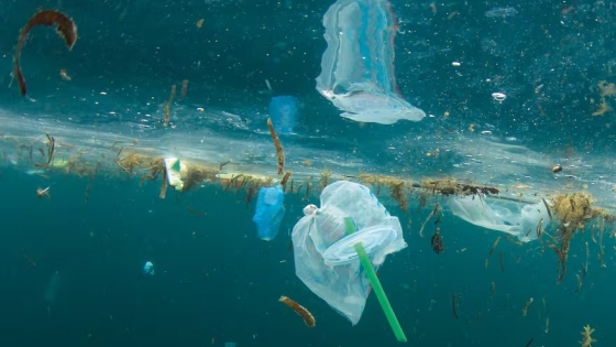 Revolucionario plástico ecológico japonés se disuelve en agua de mar