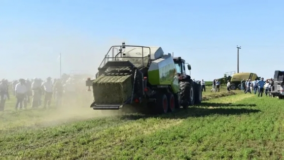 Más allá de la fruticultura: la alfalfa como alternativa rentable en la Patagonia