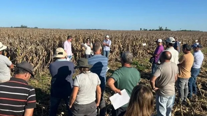 Maíz: alerta entre productores y asesores de zona núcleo por la difusión de una enfermedad que solo estaba en el norte