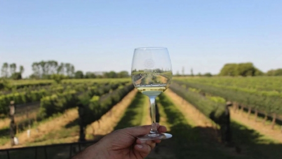 Nébula: el viñedo escondido en Córdoba que redefine el turismo del vino en Argentina