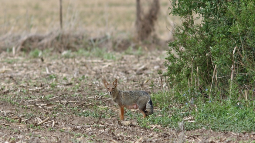 Monitoreos de biodiversidad para la mejora de la gestión ambiental 