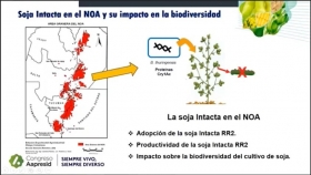 La adopción de soja intacta en el NOA: su impacto en la biodiversidad