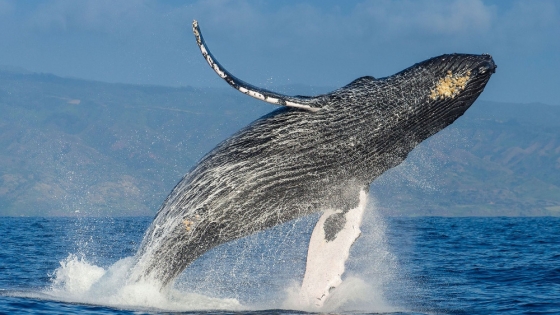 Protección de ballenas jorobadas: el esfuerzo por conservarlas en el Canal Beagle