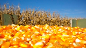 Se necesitan 4.420 kilos de maíz por hectárea para cubrir costos