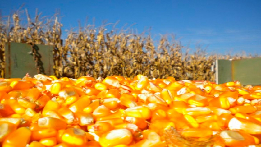 Se necesitan 4.420 kilos de maíz por hectárea para cubrir costos