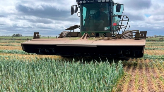 Desafíos del trigo: las retenciones amenazan la rentabilidad del productor