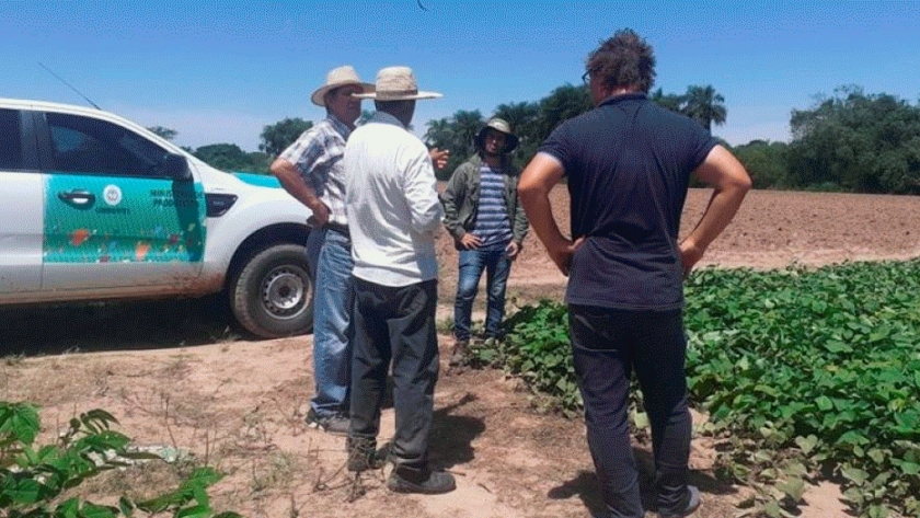 Supervisión y capacitación en la cuenca batatera de Tres de Abril