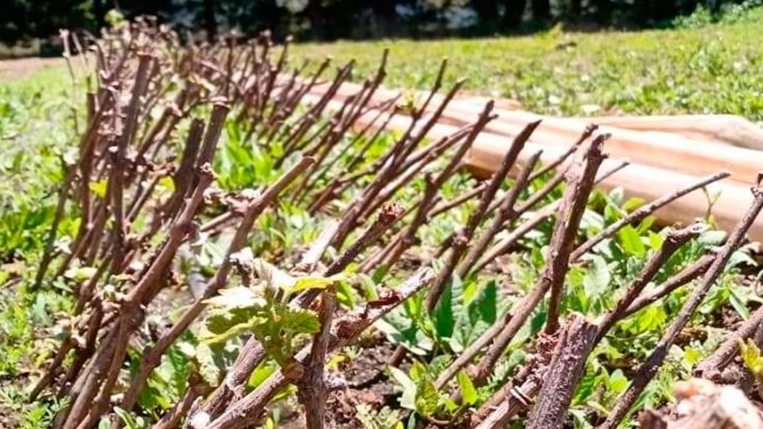 El Ministerio de Agricultura implementa el primer viñedo estatal para promover la producción vitivinícola