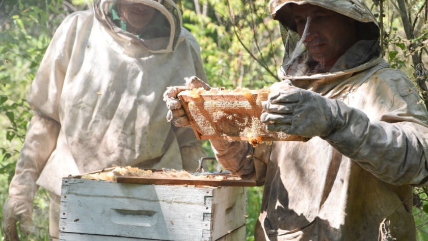 Productores de miel podrán capacitarse para potenciar sus emprendimientos