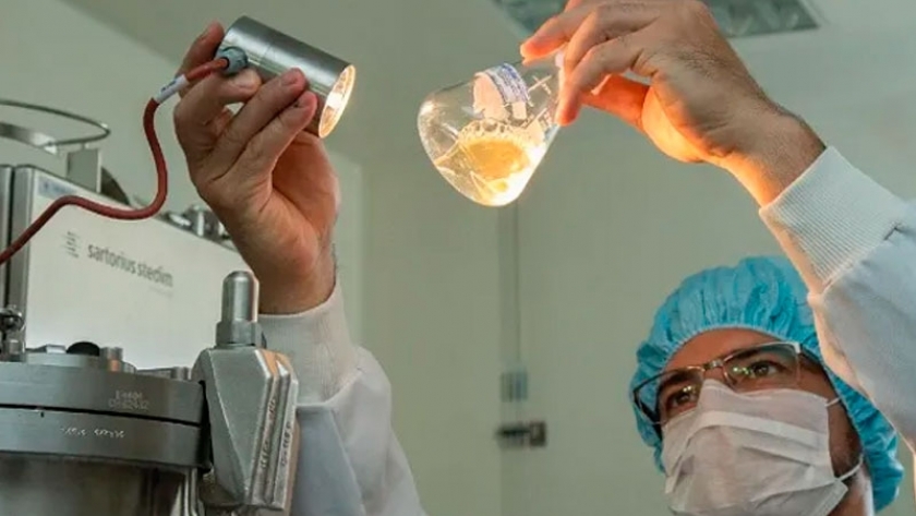 Desarrollan en Argentina un hongo con mejor proteína que la carne