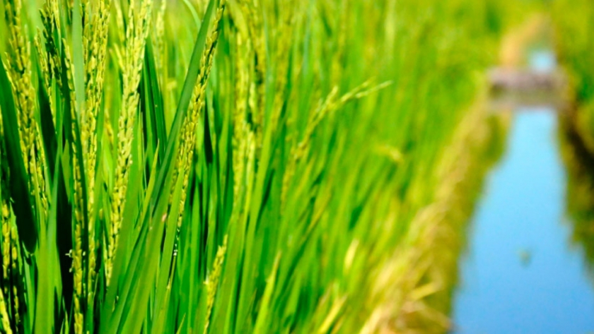 Alfredo Lago: El equilibrio mundial es favorable para países exportadores de arroz
