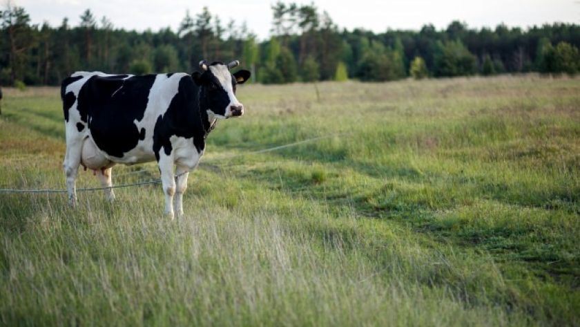 Siete principios básicos para la alimentación de vacas lecheras en invierno