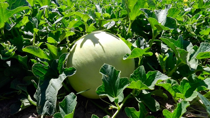 San Juan: Bioetanol a partir del descarte de melones