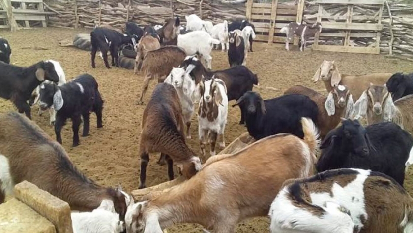 Dan otro salto: los cabritos se fortalecen con pasturas y genética