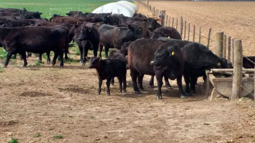 Cría bovina intensiva integrada con agricultura