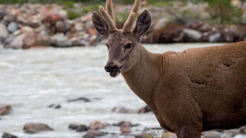 Fauna de la Patagonia