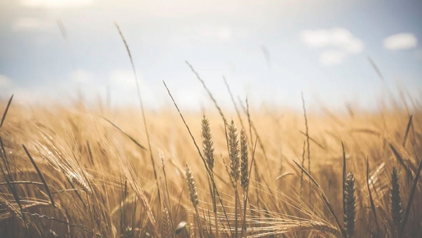 Cuáles son los controles de adversidad que se deben tener antes y durante el cultivo de trigo