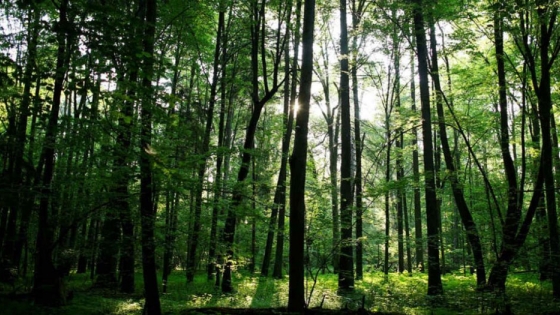 Menos deforestación, mejor aprovechamiento de los bosques
