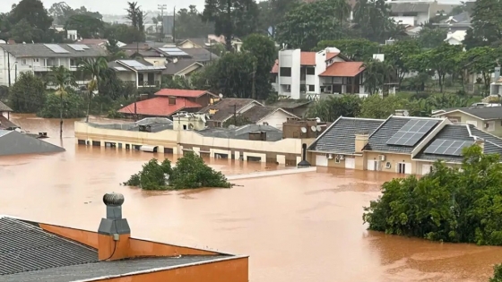Desastre avícola por lluvias: 600.000 pollos muertos, plantas evacuadas y pérdidas por $3000 millones