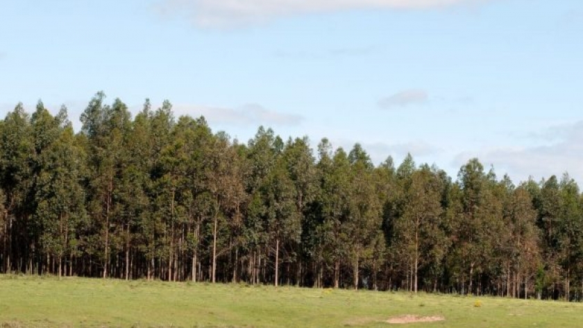 Desarrollan software para monitorear plantaciones forestales