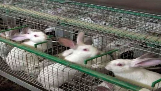Los ganaderos piden una mayor promoción de consumo de carne de conejo