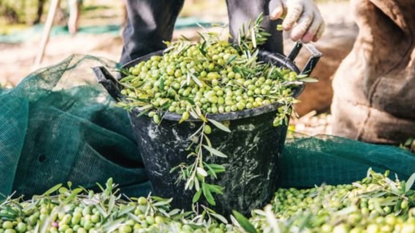 La producción italiana de aceite de oliva se redujo en más de una cuarta parte