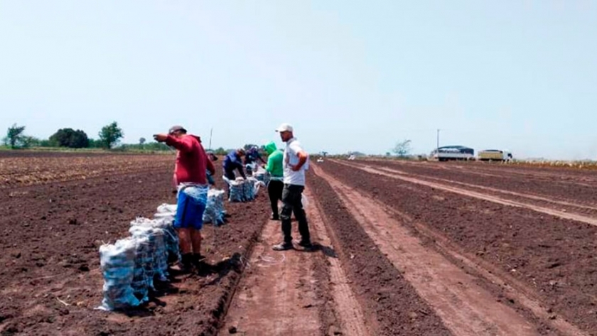 En 2019, el Renatre detectó casi 13.000 trabajadores rurales no registrados