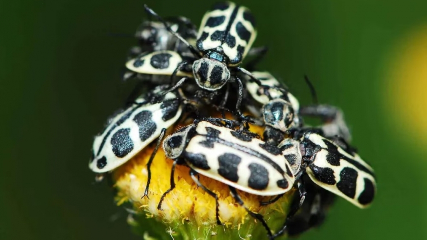 El 7 de oro: el escarabajo que causa terror entre los productores agropecuarios y provoca muerte de animales
