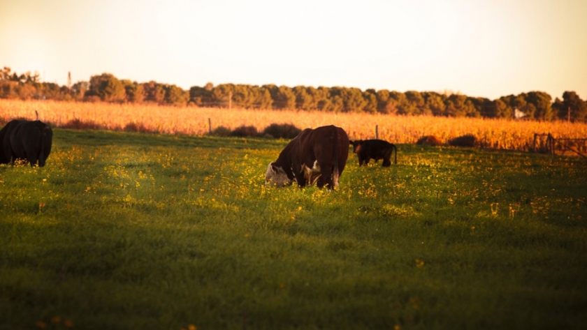 Argentina abrió el mercado de Chile para la exportación de genética bovina